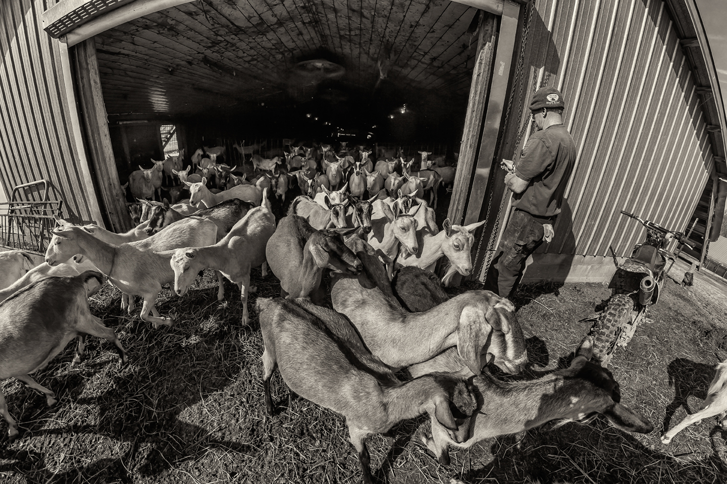 lindale dairy_2018_02