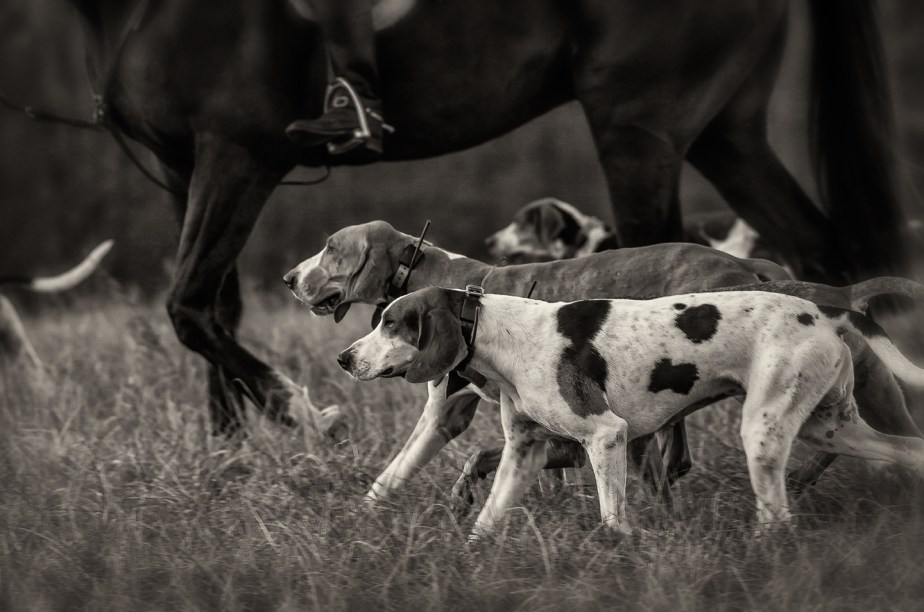 sedgefield hunt_2017_13