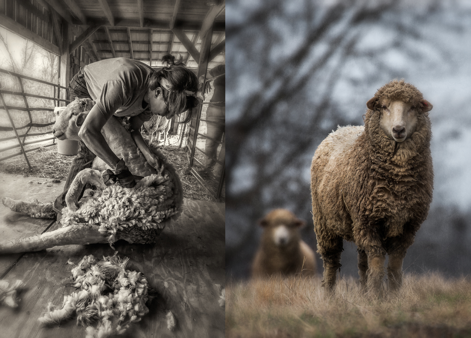 shearing_2018_group_01