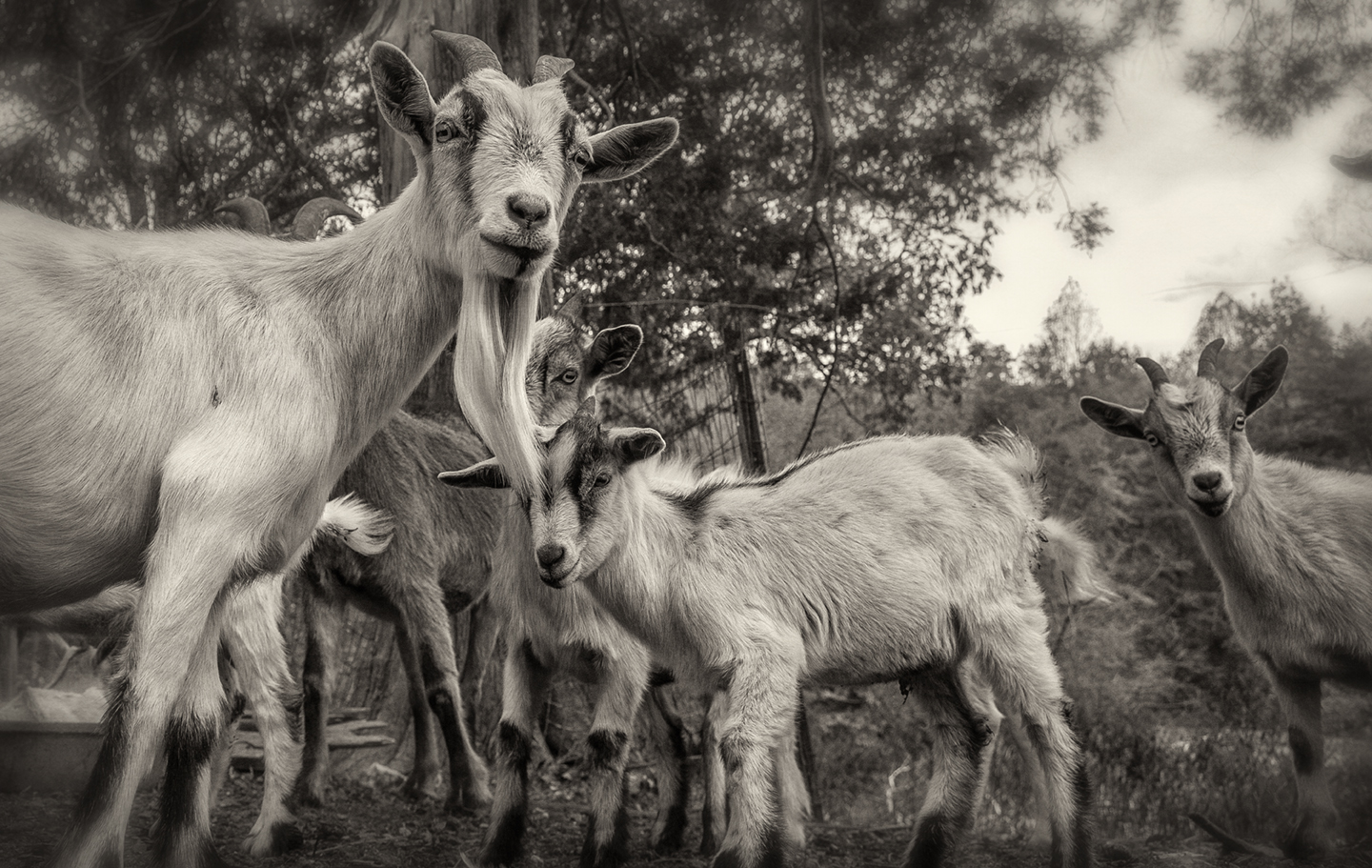goat lot_bw