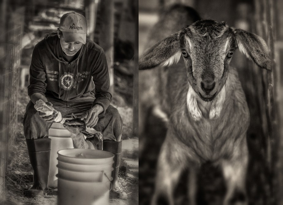 lindale dairy_2018_group_03