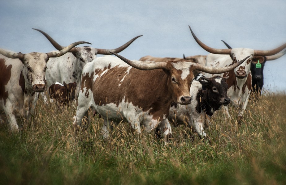 longhorn herd