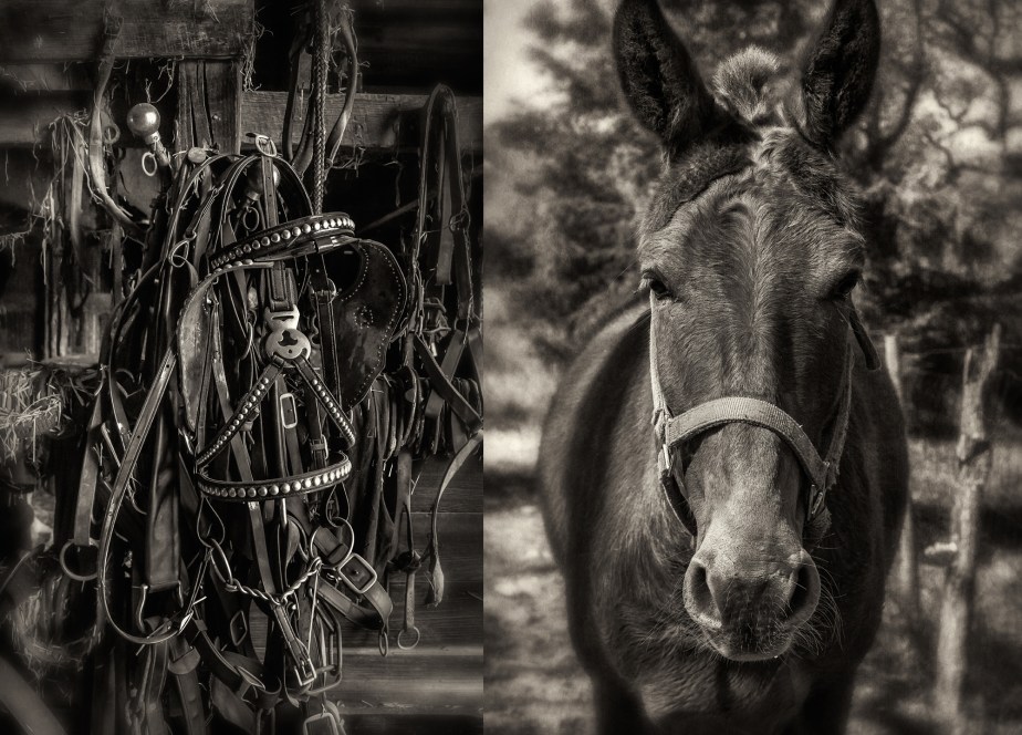 mule harness_mule_group