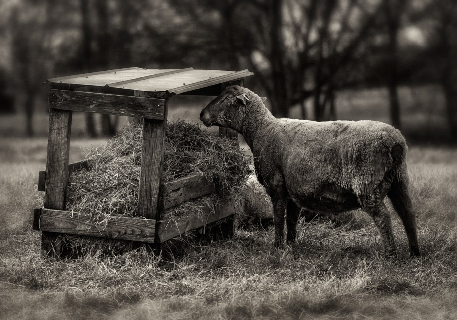 rising meadow_sheep feeding_hay