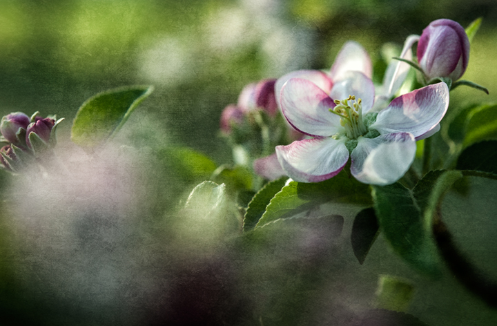 apple blossom_2013_2