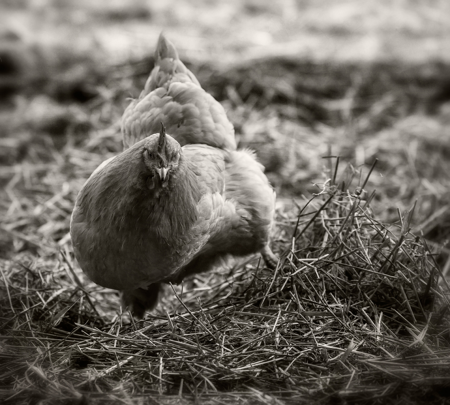 buff hen_scratching_rmf_2018