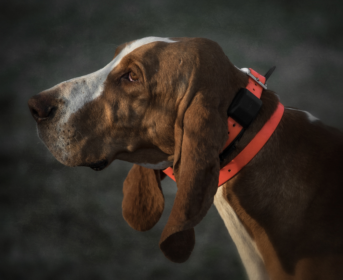 foxhound trials_hoffman nc_27