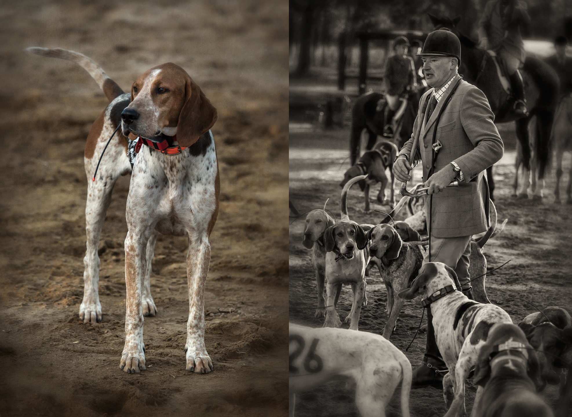 foxhound trials_hoffman nc_group_02