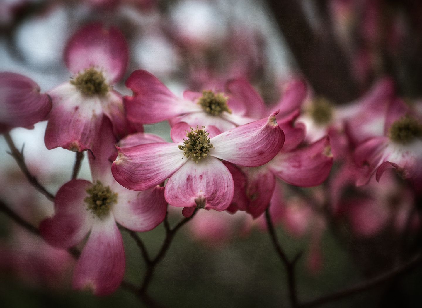 pink dogwood