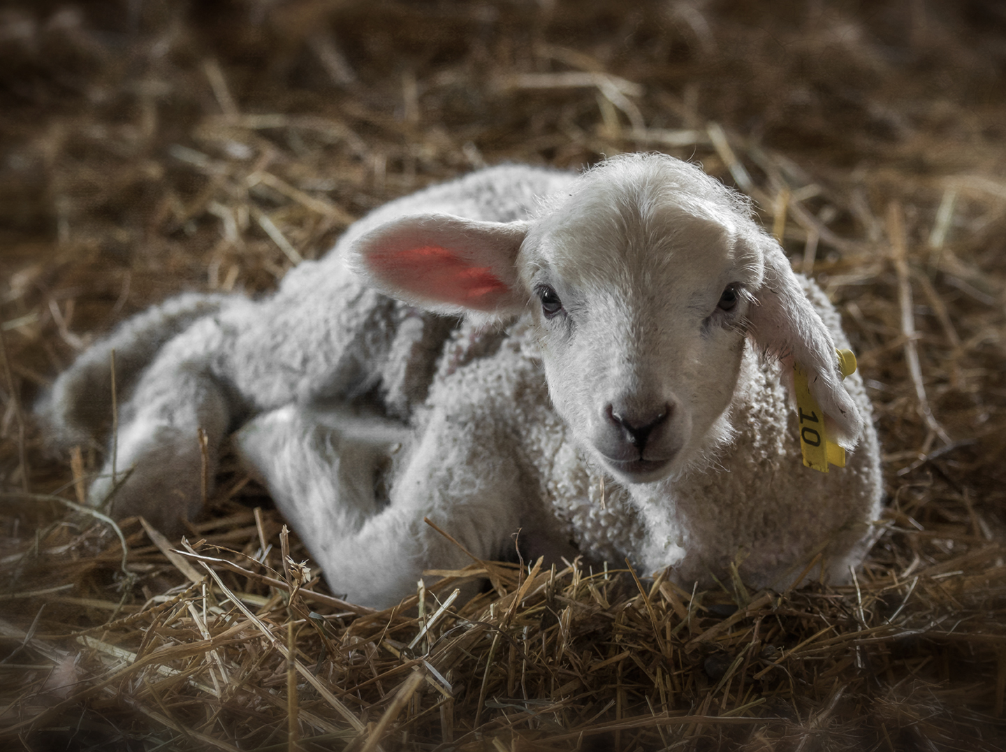 rising meadow_2018_lamb on straw