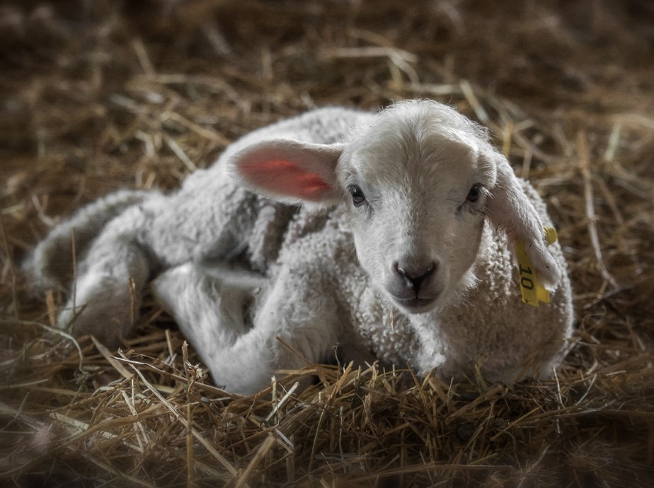 rising meadow_2018_lamb on straw