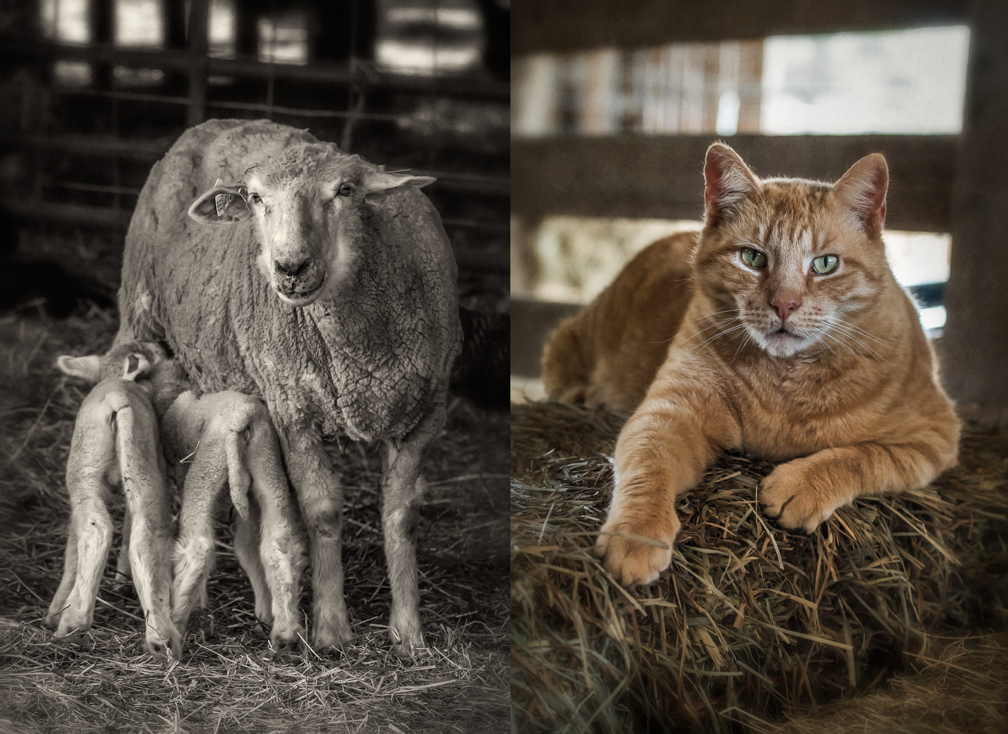 rising meadow_ewe_lamb_cat_group