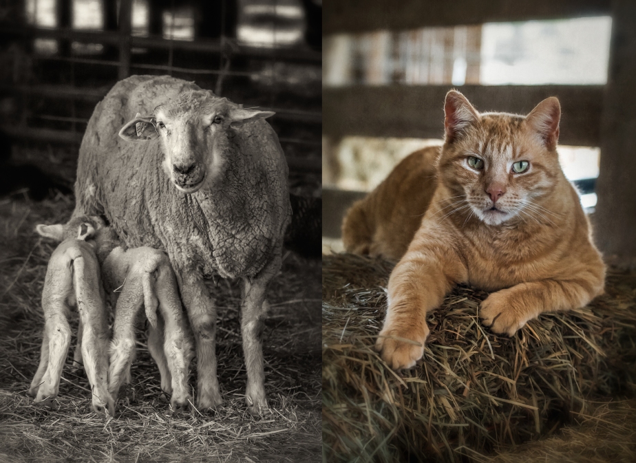 rising meadow_ewe_lamb_cat_group