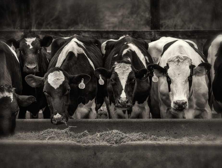 williams dairy_march_2018_06