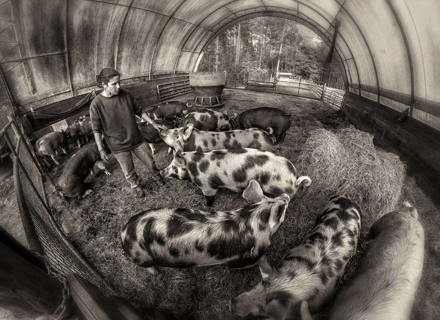 chapel hill creamery_cows_14