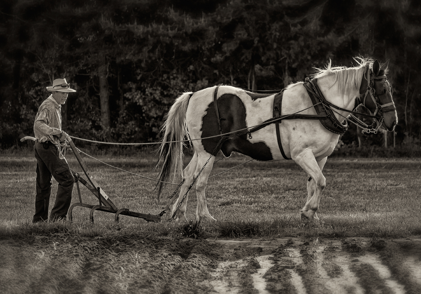 climax nc_plowing corn_horse drawn