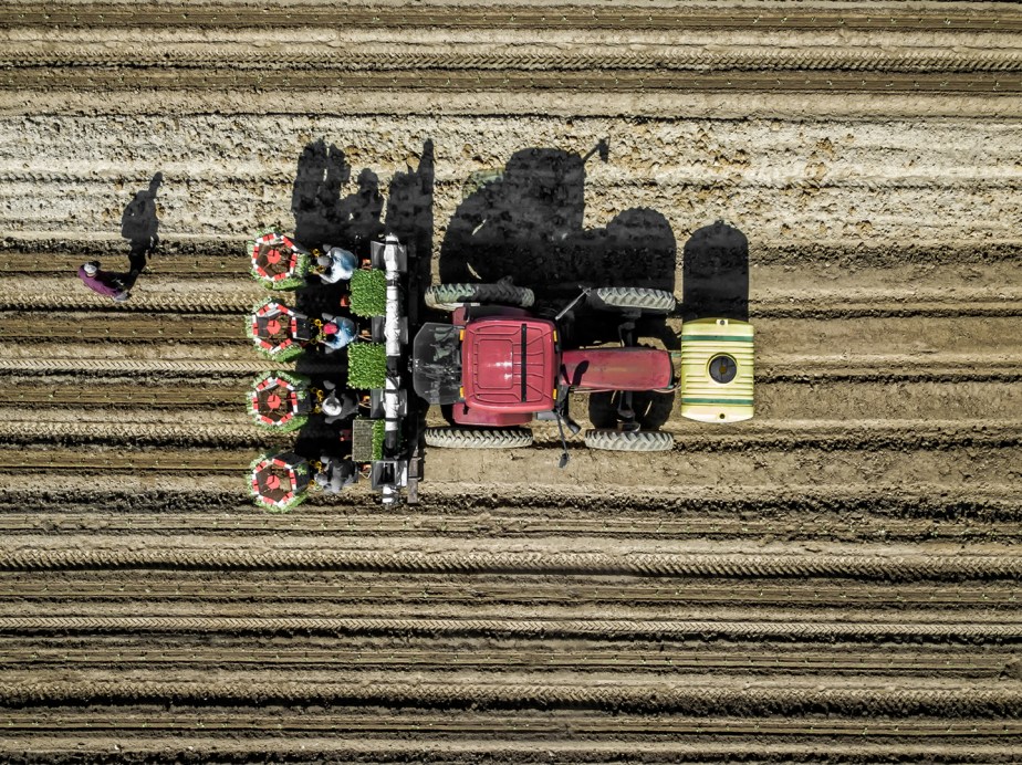 planting tobacco_whitakers_2018_02