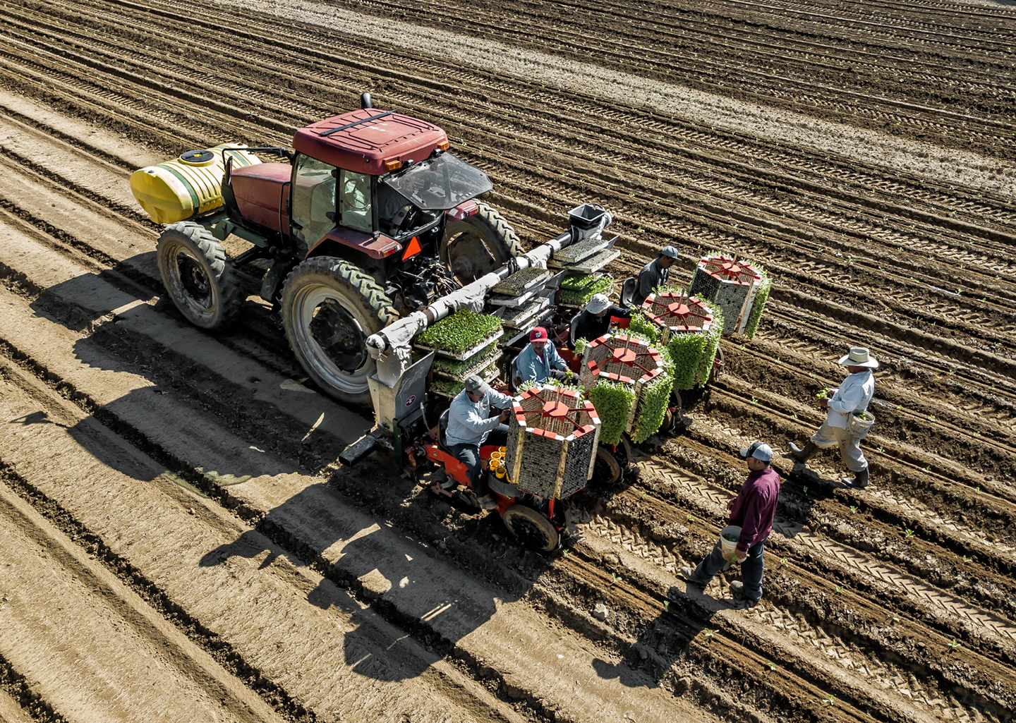 planting tobacco_whitakers_2018_04
