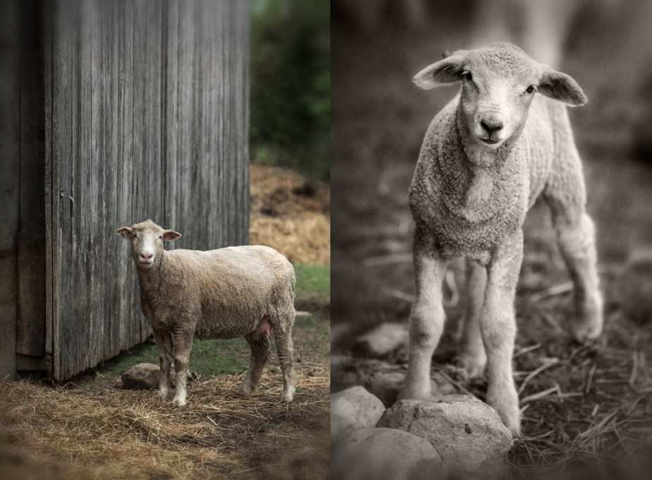 single lamb_single sheep_rmf_2018_group