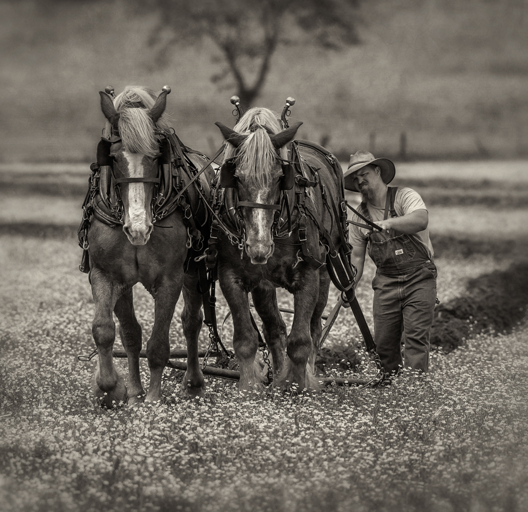 two horsers plowing_front