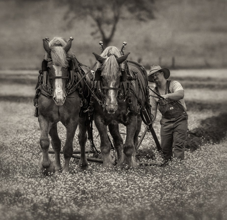 two horsers plowing_front