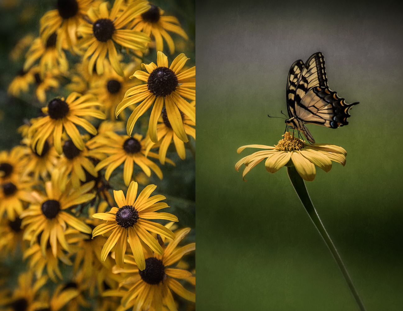 black eyed susan_butterfly_group