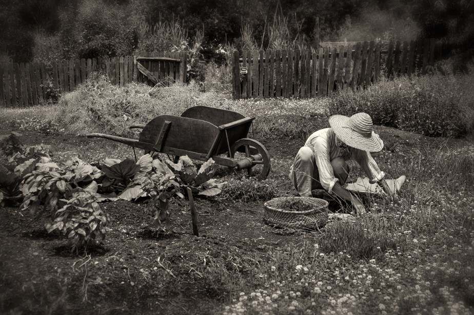 old salem gardener_bw_02