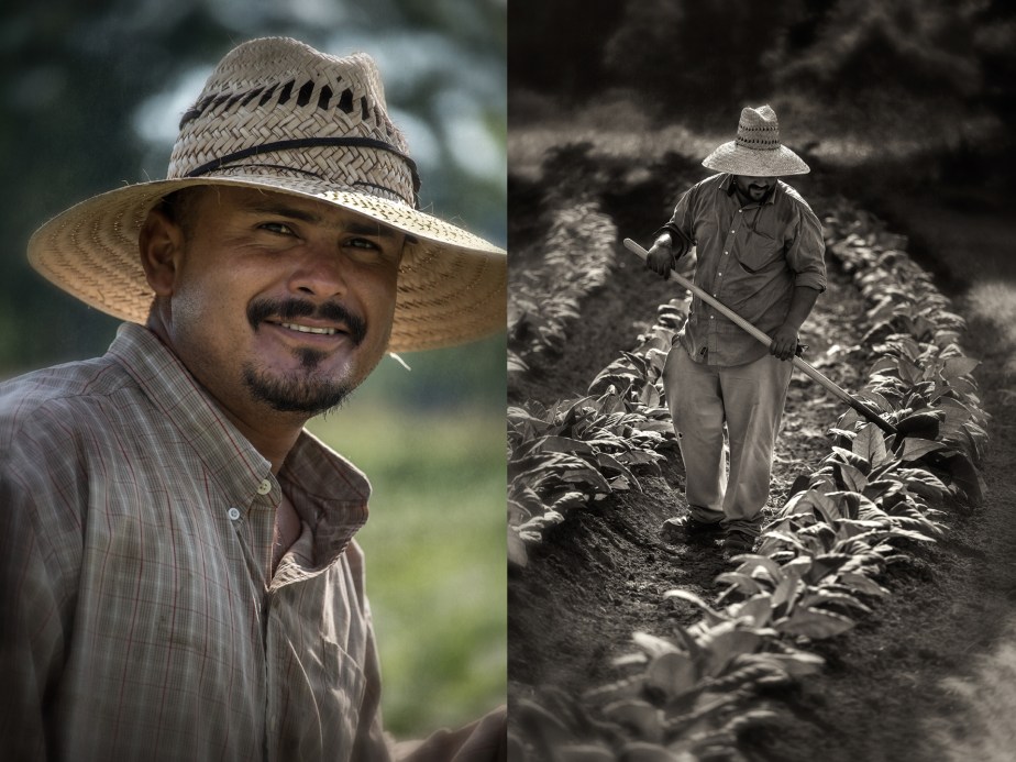 whitaker_hoeing tobacco_group_01