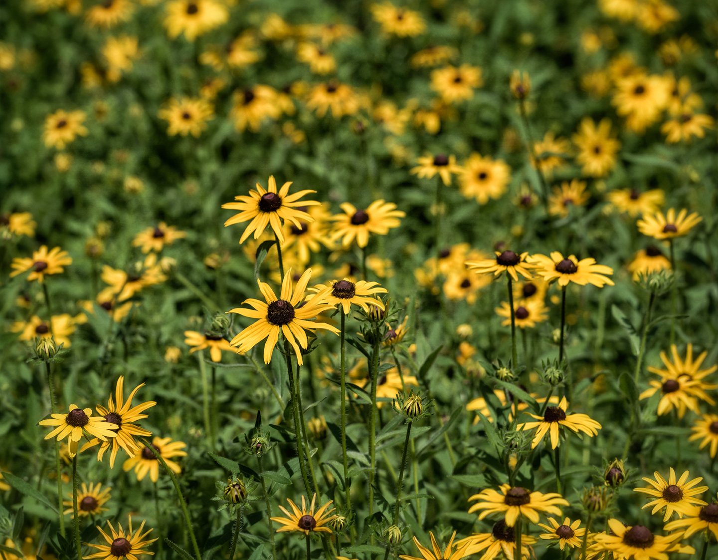 yard_black eyed susans