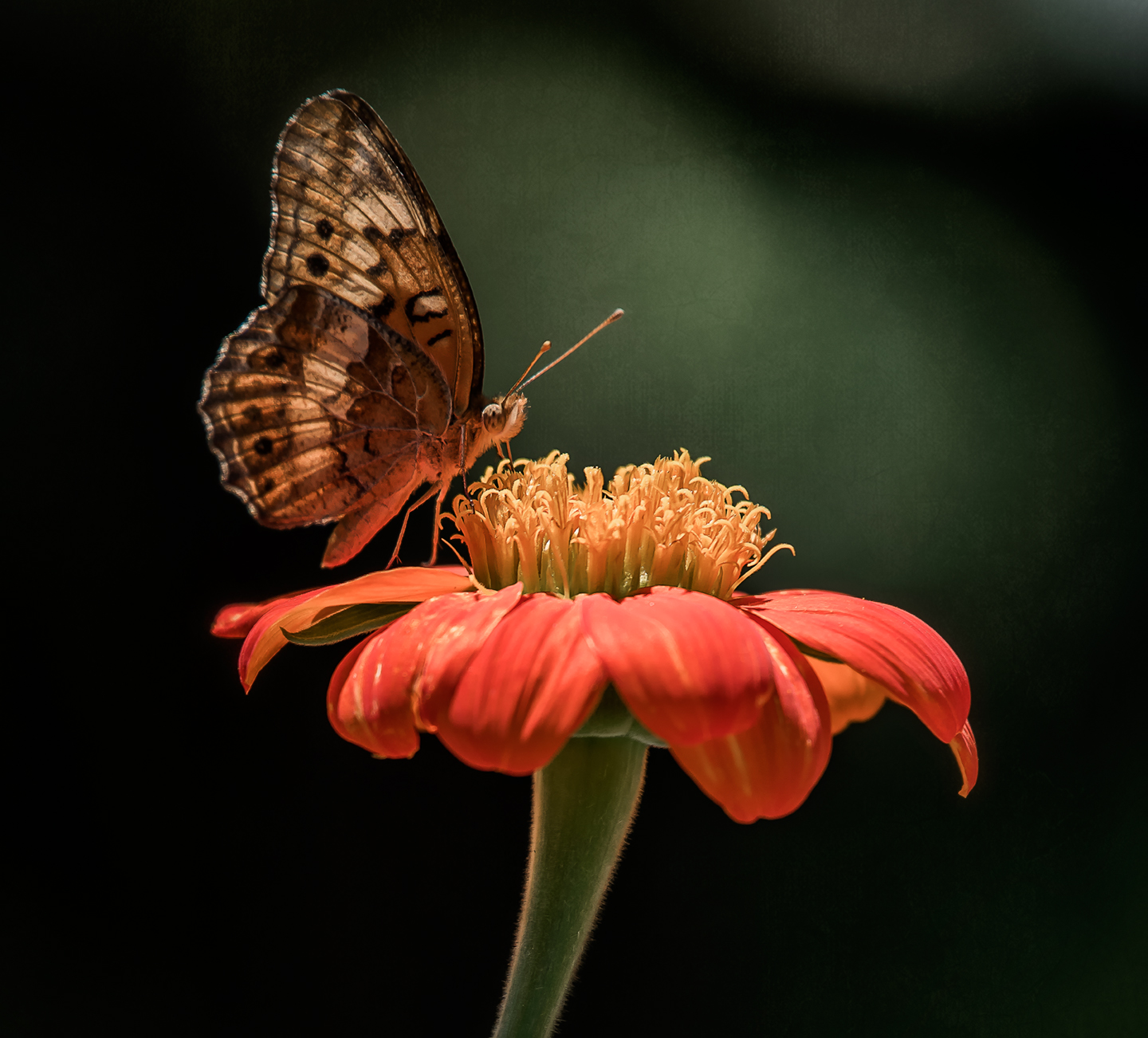 fritillary_mexican sunflower_05