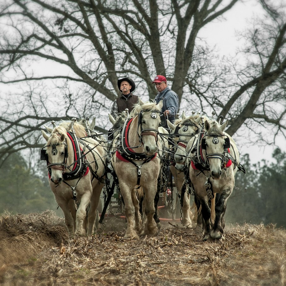 lemon springs_9 horses_front