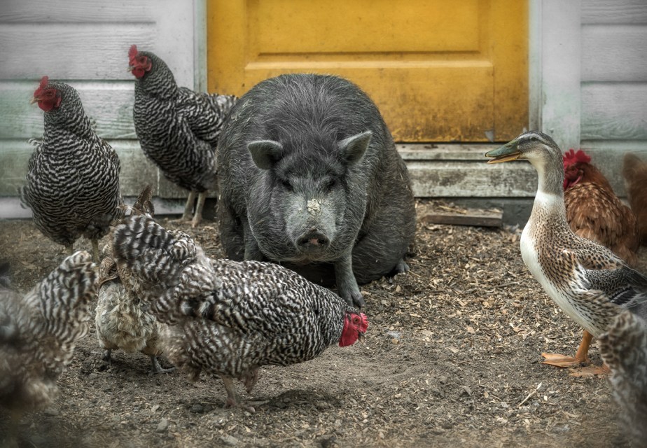 providence farm_july18_03