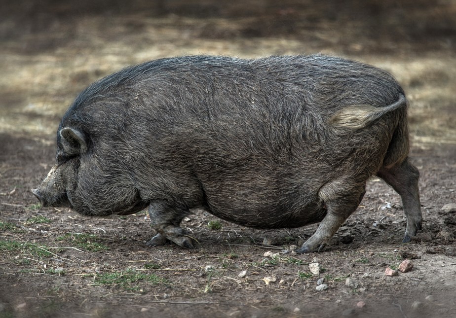 providence farm_july18_07