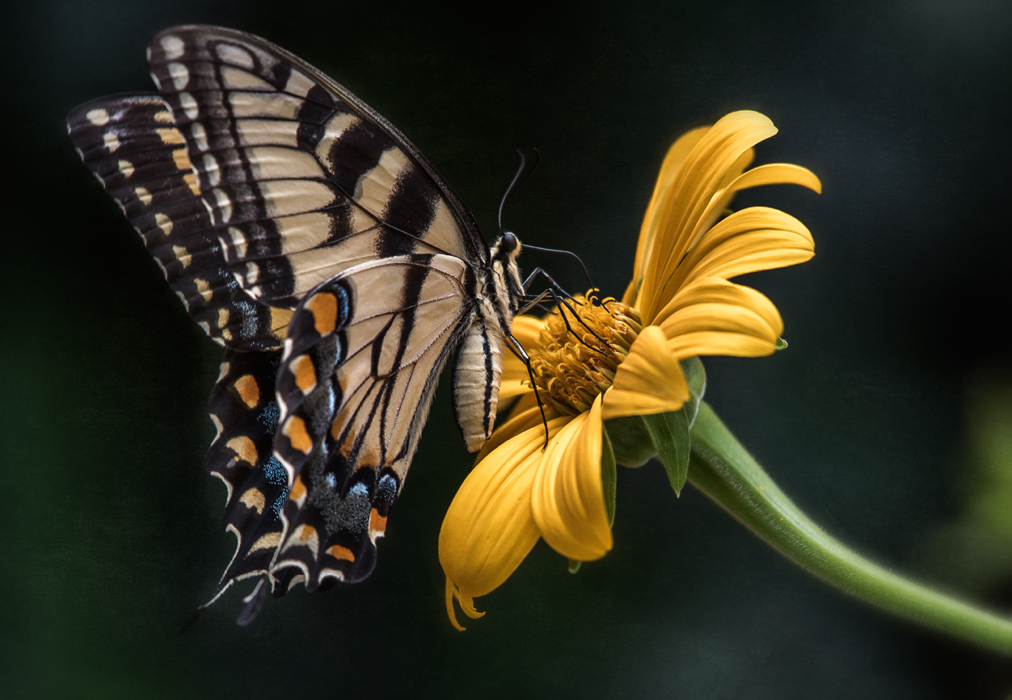 tiger swallowtail_yellow flower_2018