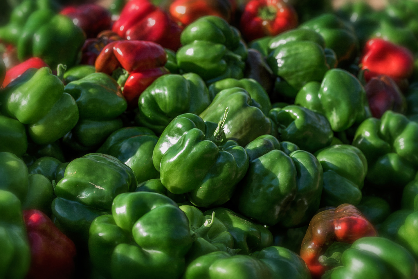 walker_picking peppers_7_19_18_09