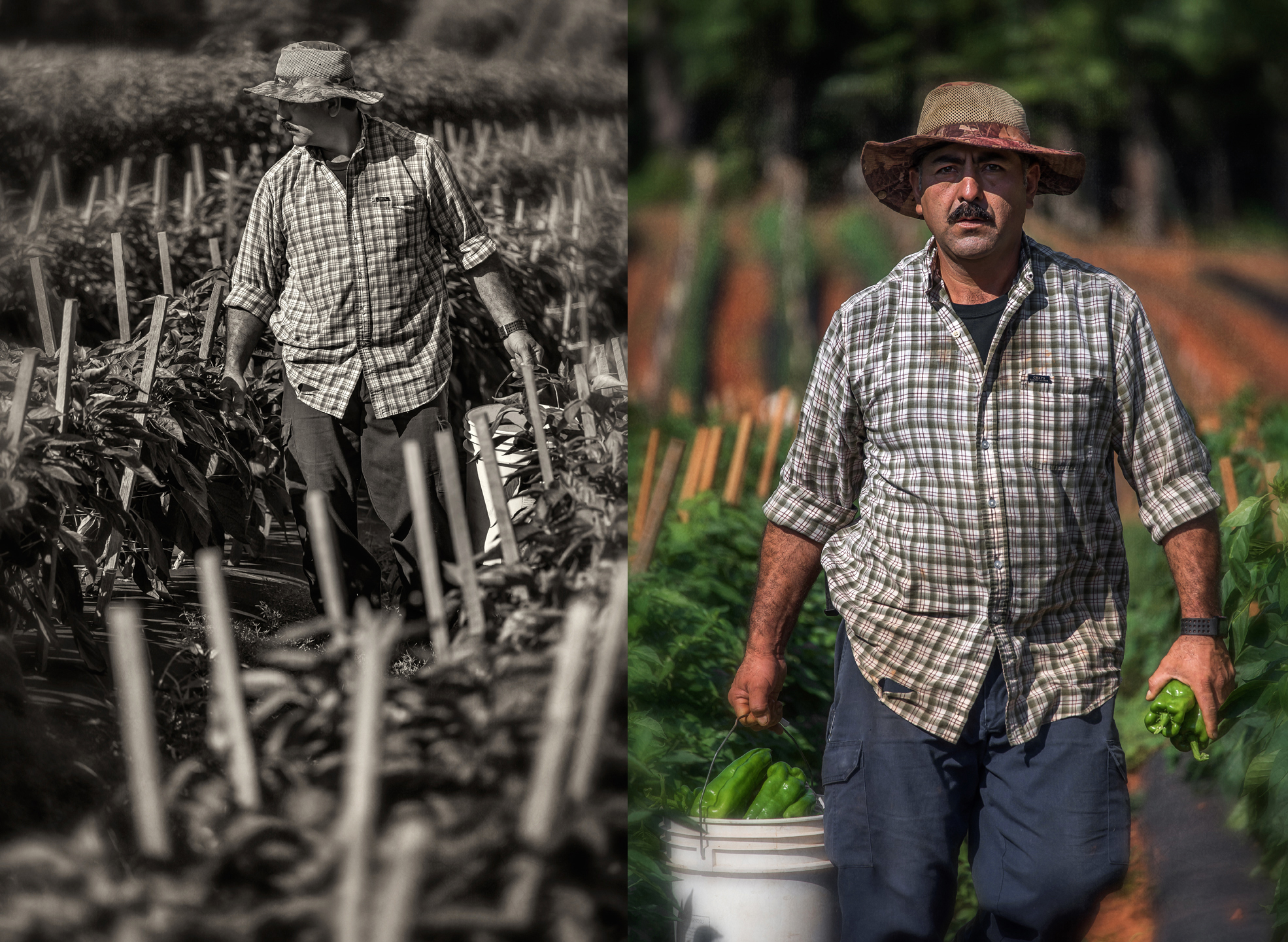 walker_picking peppers_7_19_18_group_01