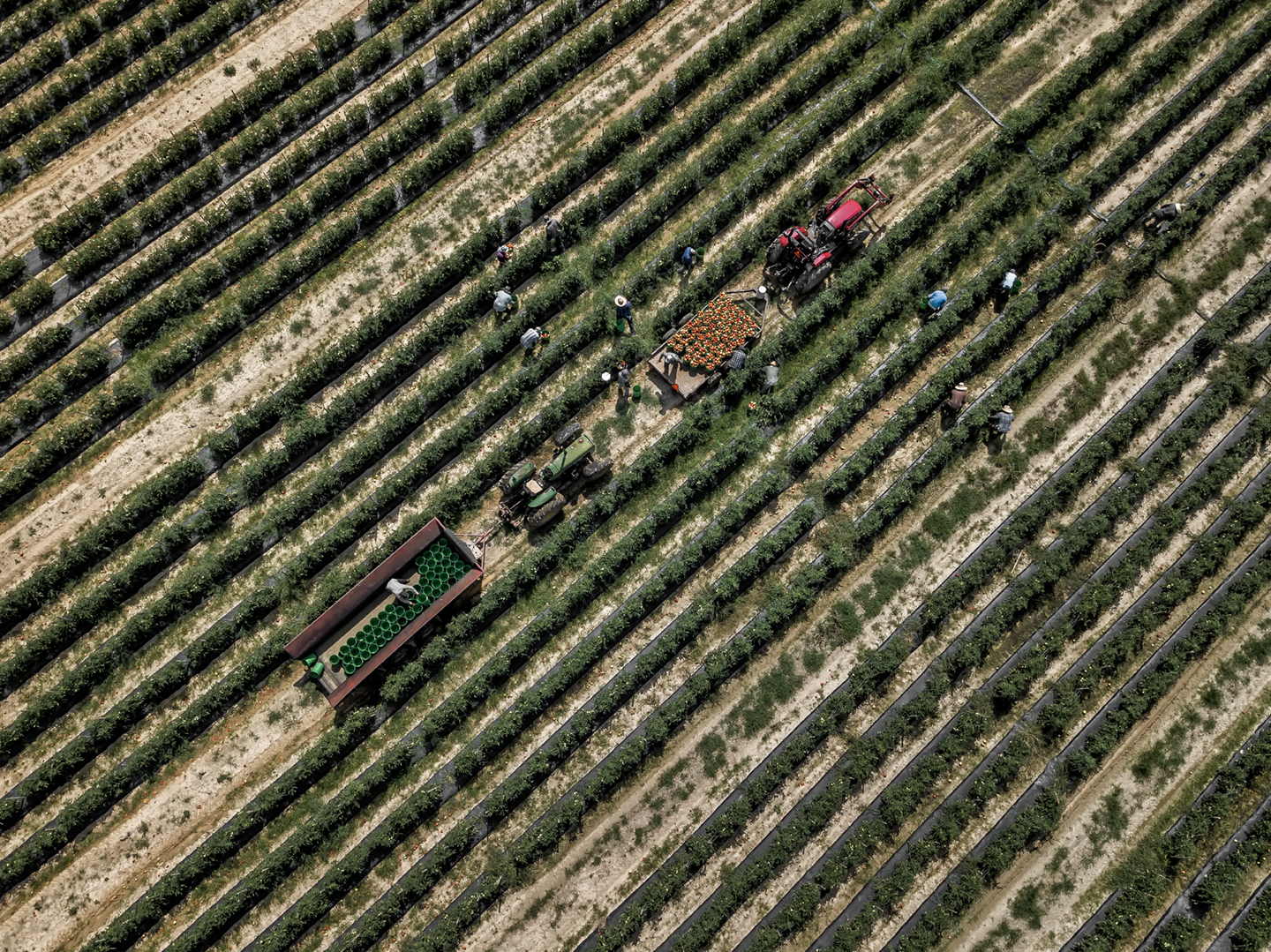 whitaker_picking tomatoes_2018_12
