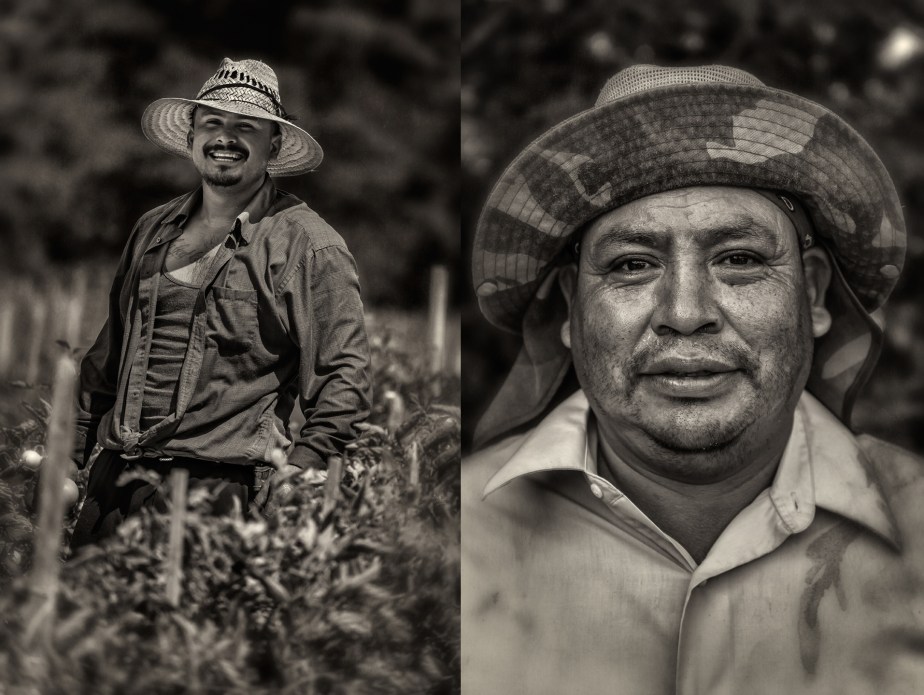 whitaker_picking tomatoes_2018_group_02