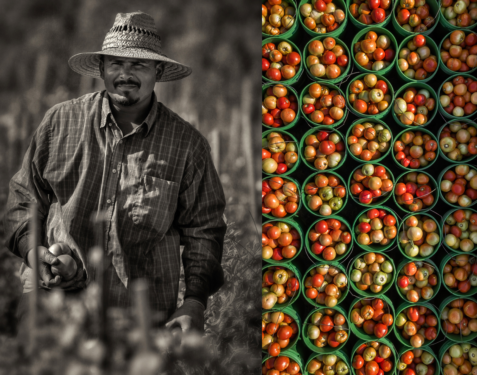 whitaker_picking tomatoes_2_27_18_group_02