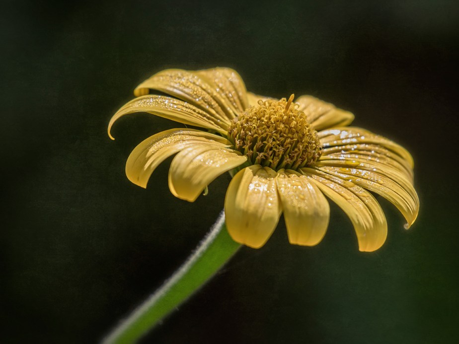 mexican sunflower_single_dew