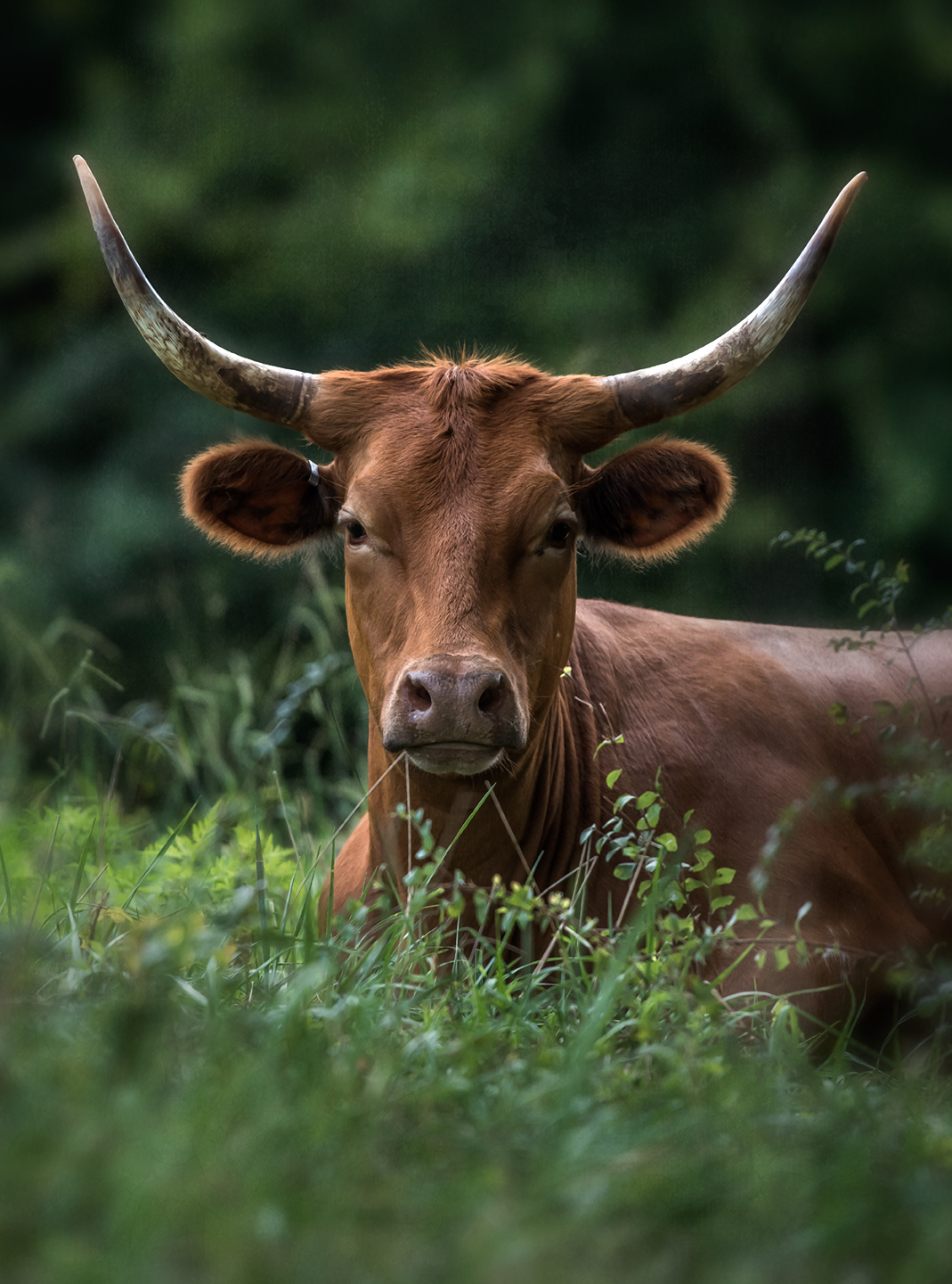 ozarkakerz_pineywoods cattle_01