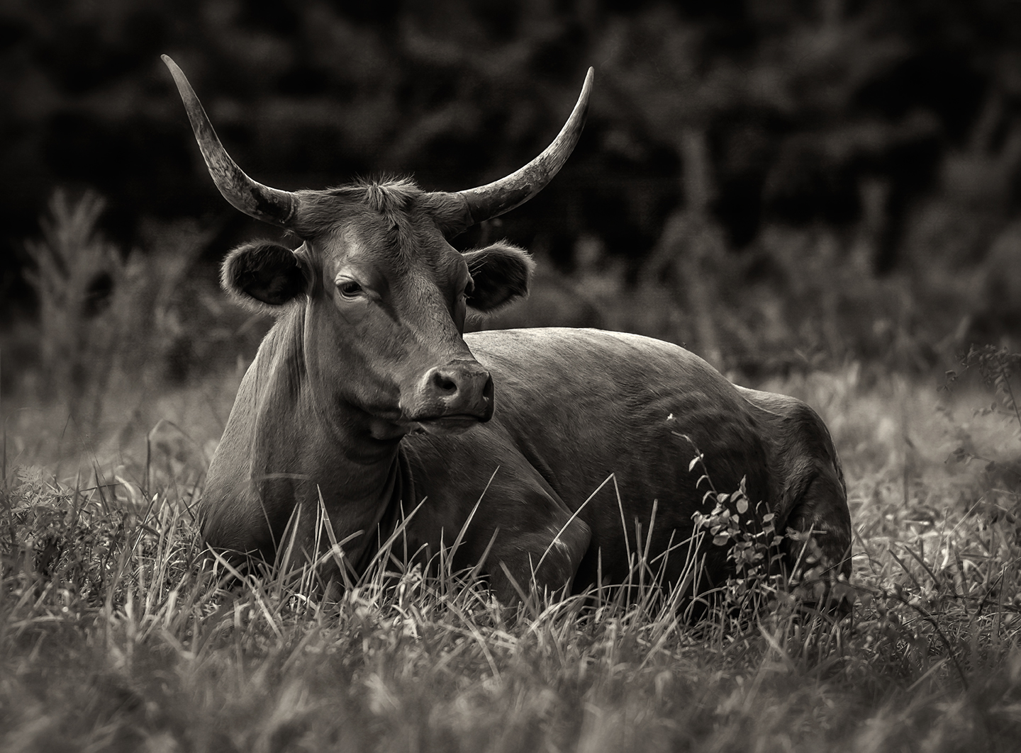 ozarkakerz_pineywoods cattle_7A