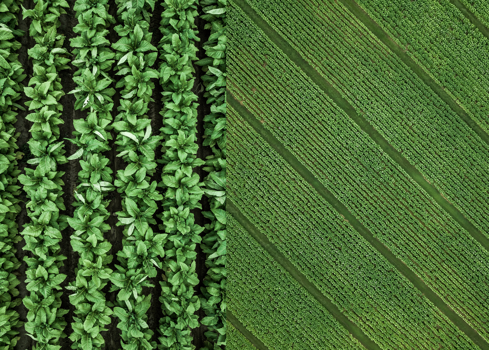 tobacco_overhead_drone_group_01