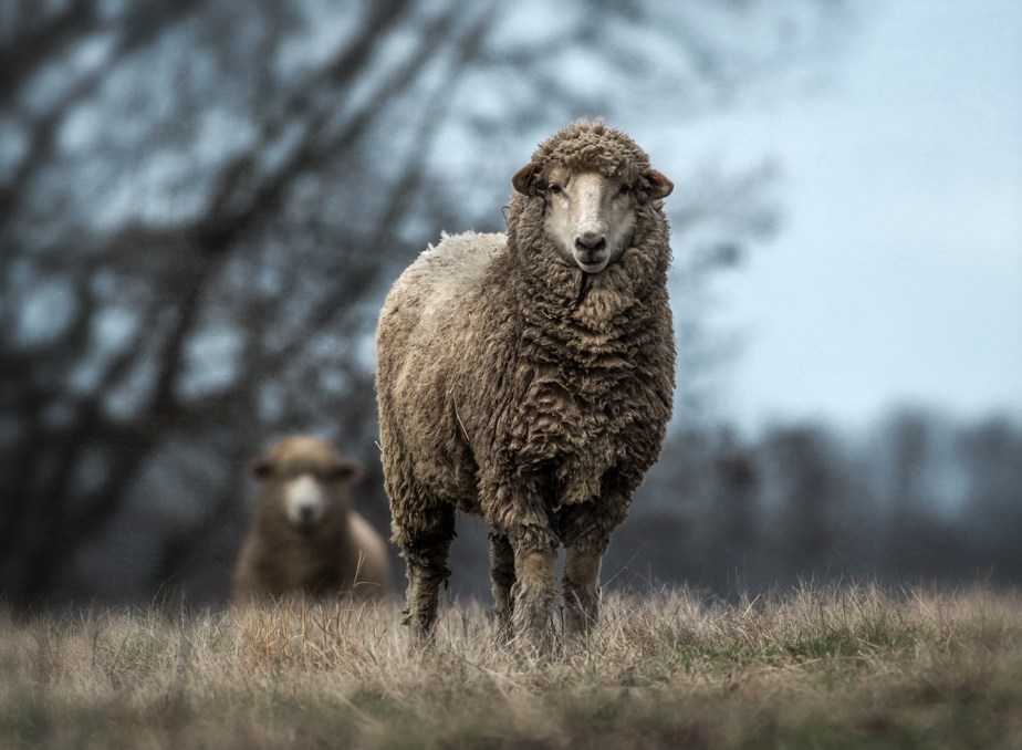 two ewes on hill_rmf