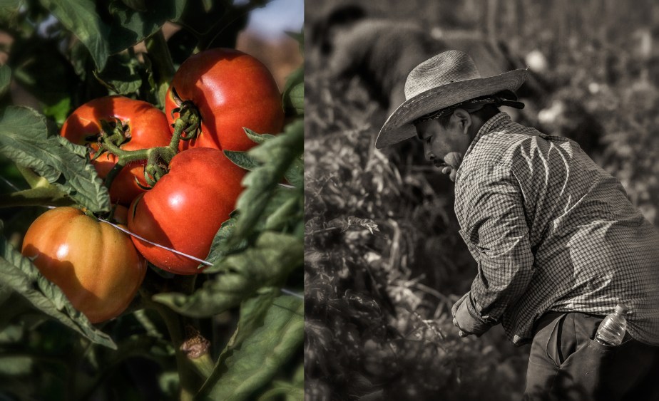 whitaker_picking tomatoes_2_27_18_group_01