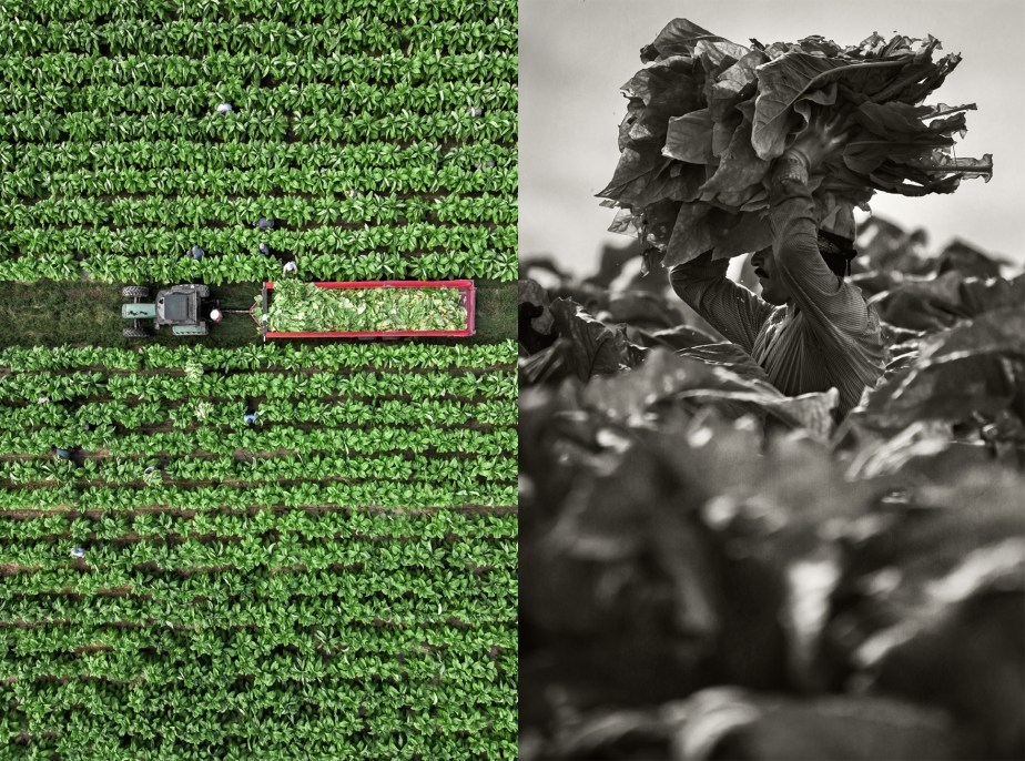 whitaker_tobacco harvest_drone_group_04