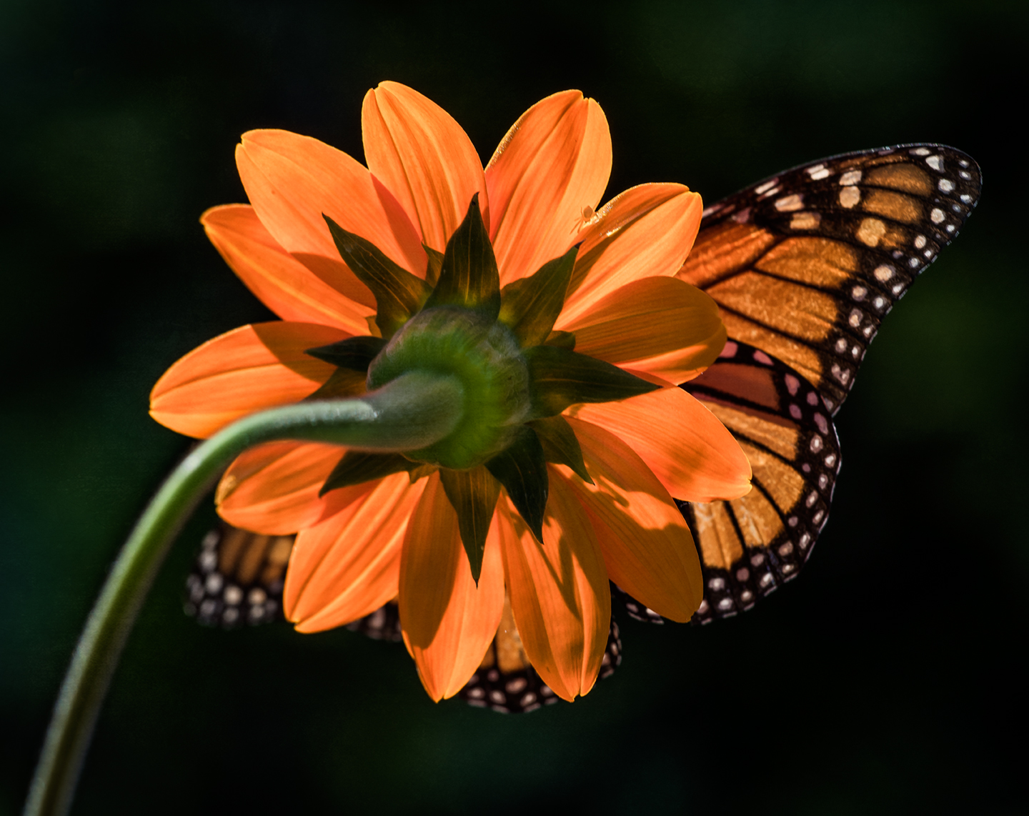 backlit sunflower_monarch_crab spider