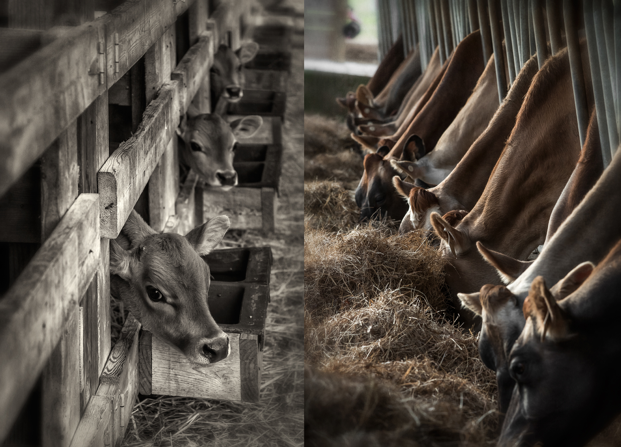 ch creamery_cow_calf_group