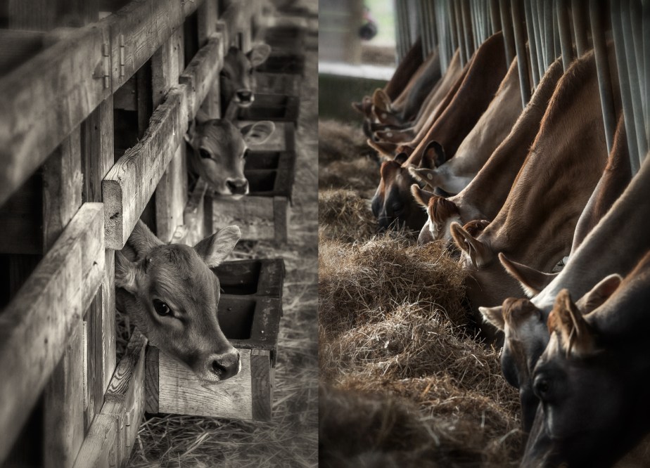 ch creamery_cow_calf_group