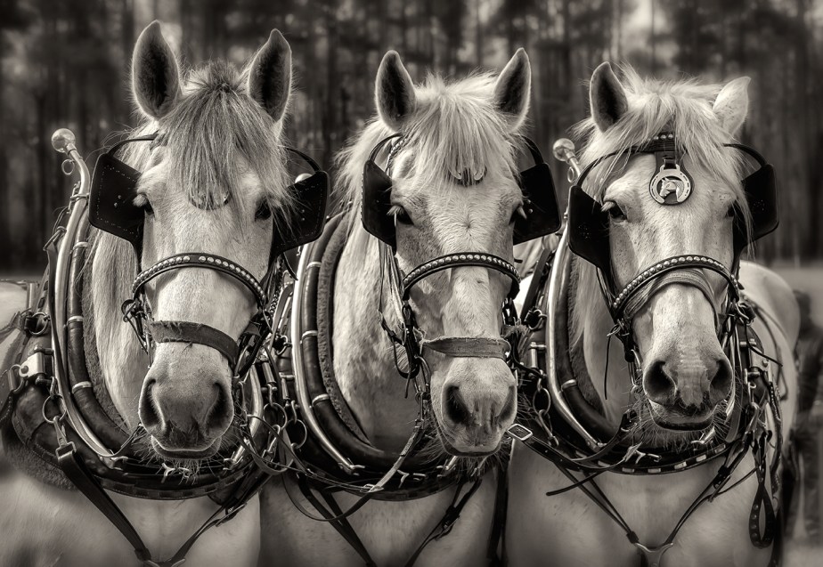lillington_percheron heads
